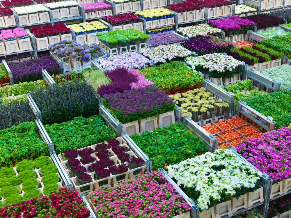 Nickies Blomster