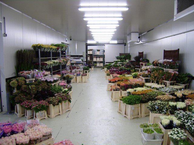 Blomster fra Holland
